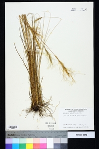 Aristida spiciformis image