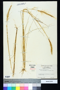 Aristida spiciformis image