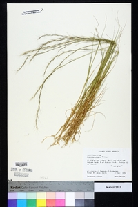 Aristida virgata image