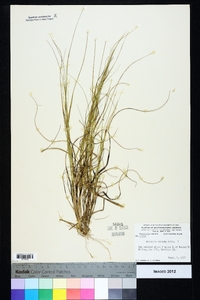 Aristida virgata image