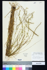 Aristida virgata image