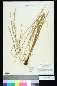 Aristida virgata image