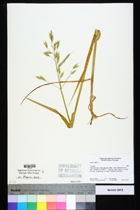 Avena sativa image