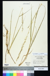 Bouteloua curtipendula var. curtipendula image