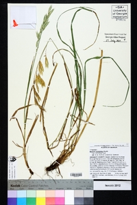 Bromus catharticus image