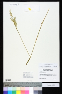 Bromus catharticus image