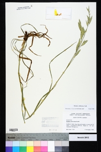 Bromus catharticus image