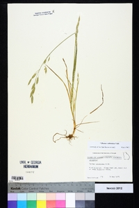 Bromus catharticus image