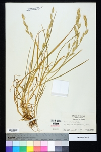 Bromus catharticus image