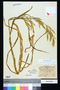 Bromus catharticus image