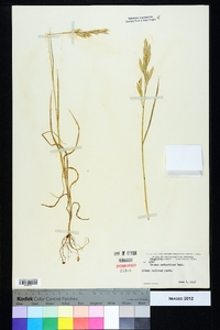 Bromus catharticus image