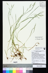 Bromus commutatus image