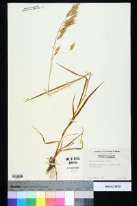 Bromus commutatus image