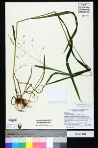 Bromus pubescens image