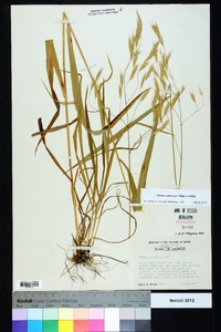 Bromus pubescens image