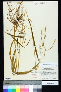 Bromus pubescens image