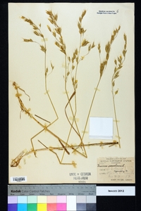 Bromus secalinus image