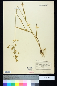 Bromus secalinus image