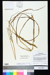 Calamagrostis coarctata image