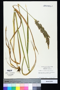 Calamagrostis coarctata image