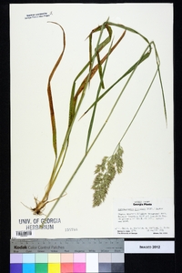 Calamagrostis coarctata image