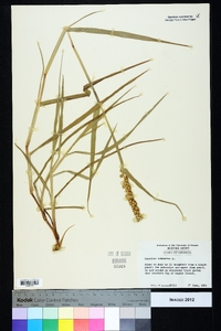 Cenchrus echinatus image