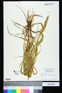 Cenchrus echinatus image