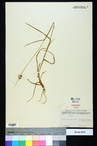 Cenchrus echinatus image