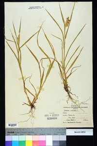 Cenchrus echinatus image