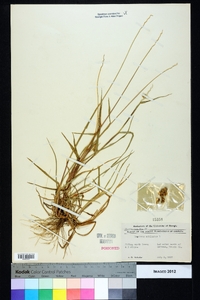 Cenchrus echinatus image