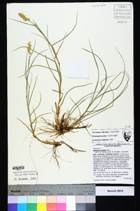 Cenchrus spinifex image