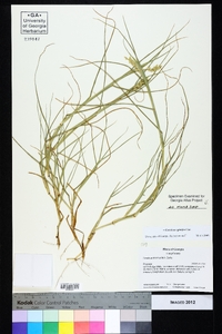 Cenchrus spinifex image