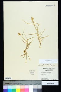 Cenchrus spinifex image