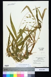 Chasmanthium latifolium image