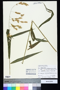 Chasmanthium latifolium image