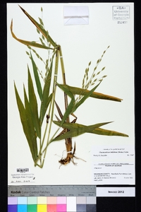 Chasmanthium latifolium image