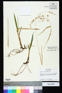 Chasmanthium latifolium image