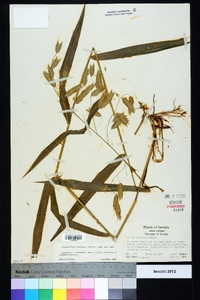 Chasmanthium latifolium image