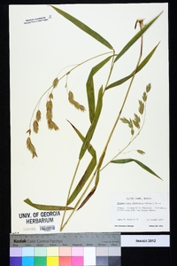 Chasmanthium latifolium image