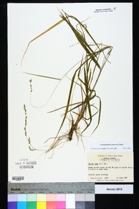 Chasmanthium laxum image