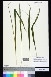 Chasmanthium sessiliflorum image