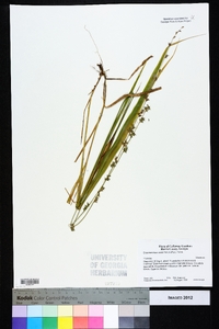 Chasmanthium sessiliflorum image