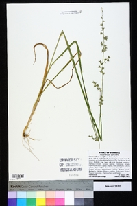 Chasmanthium sessiliflorum image