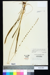 Chasmanthium sessiliflorum image