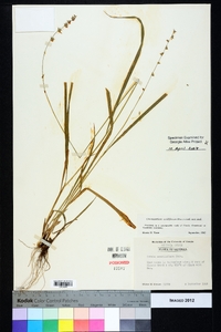 Chasmanthium sessiliflorum image