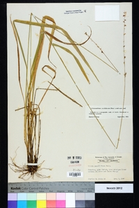 Chasmanthium sessiliflorum image