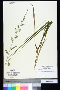 Chasmanthium sessiliflorum image