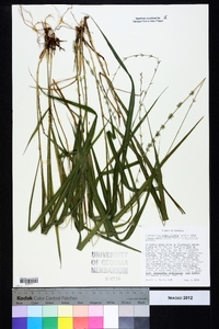 Chasmanthium sessiliflorum image