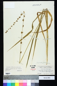 Chasmanthium sessiliflorum image