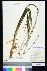 Chasmanthium sessiliflorum image